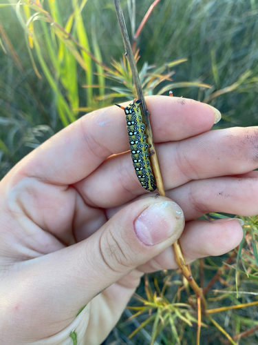 Leafy Spurge Hawkmoth