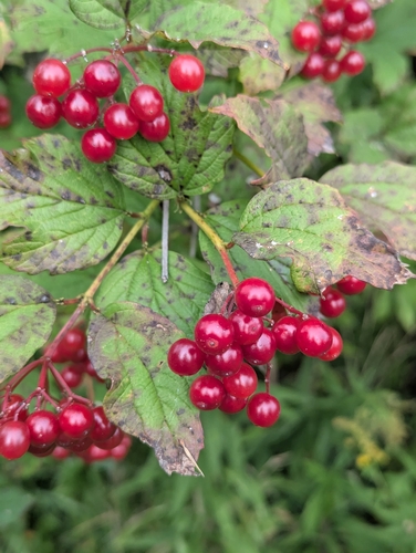 common Guelder-rose