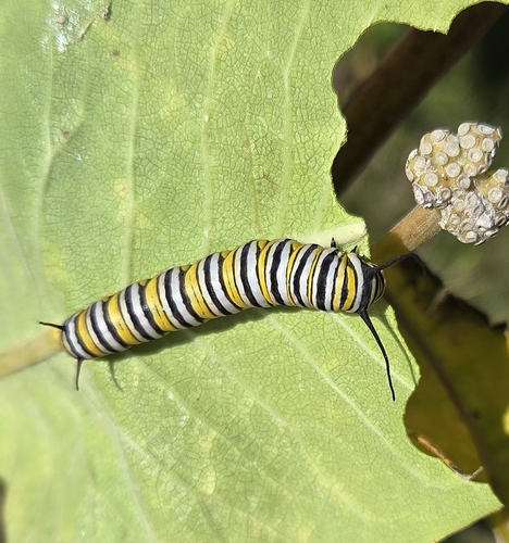 Monarch