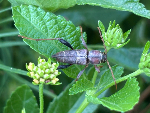 Neoclytus mucronatus