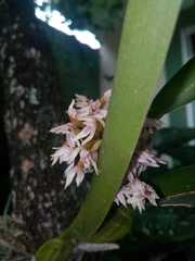 Maxillaria densa