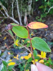 Hypericum henryi