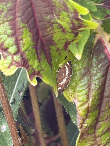 Hawaiian Beet Webworm Moth