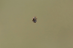 Araneus rotundulus