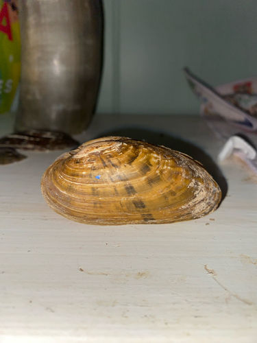 Ptychobranchus subtentum observed 2026-09-21