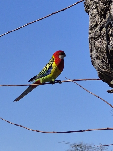 Eastern Rosella