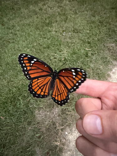 Viceroy