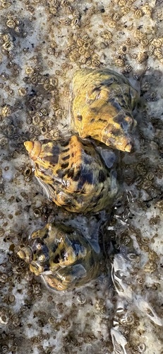 Mexacanthina lugubris observed 2026-09-21