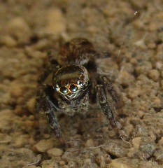 Evarcha proszynskii
