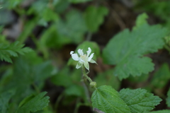 Rubus ursinus macropetalus