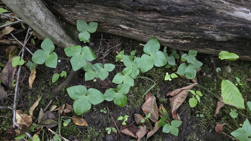 sharp-lobed hepatica