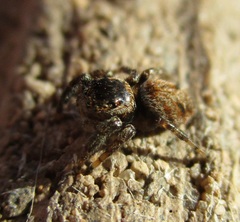 Evarcha proszynskii