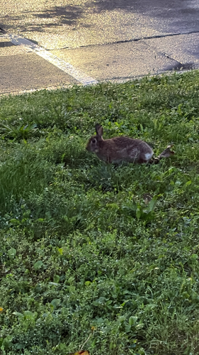 Eastern Cottontail