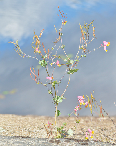 Capnoides sempervirens, photograph 3
