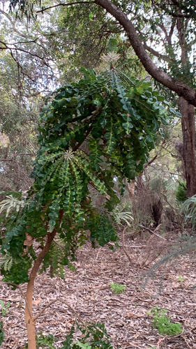 Banksia grandis