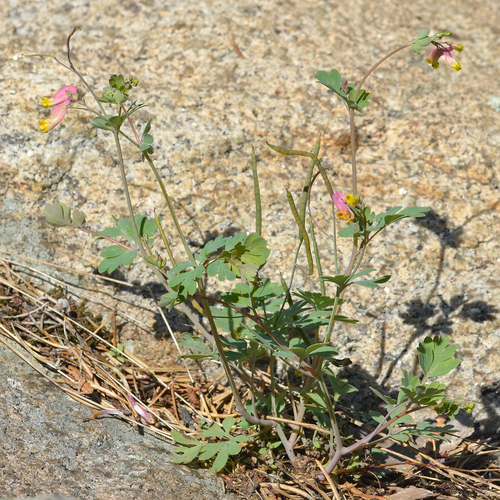 Capnoides sempervirens, photograph 2