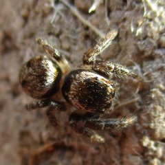 Evarcha proszynskii