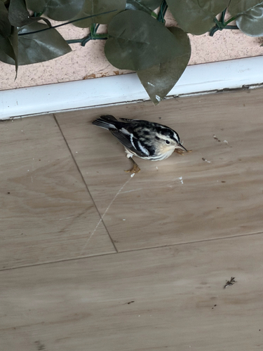 Black-and-white Warbler
