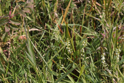 White Sweetclover