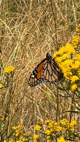 Monarch