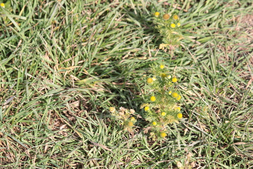 pineapple-weed