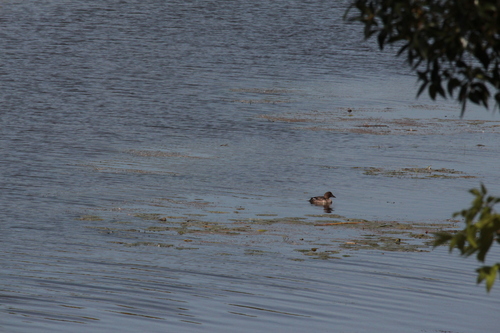 Common Goldeneye