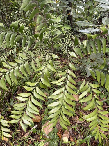 Bowenia spectabilis, photograph 2