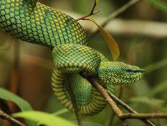 North Philippine Temple Pitviper photo 2