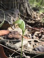 Pterostylis acuminata