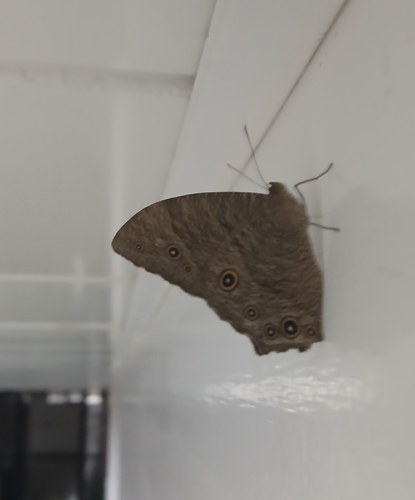 Common Evening Brown