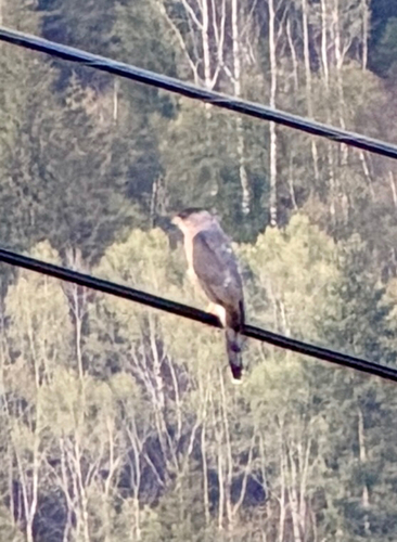 Cooper's Hawk