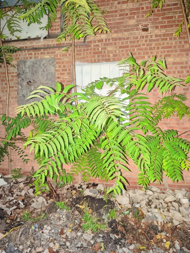 tree-of-heaven