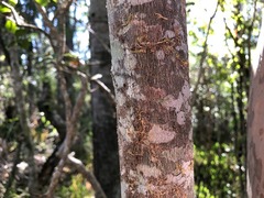 Cupaniopsis tomentella