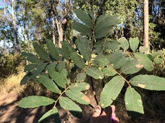 Cupaniopsis tomentella