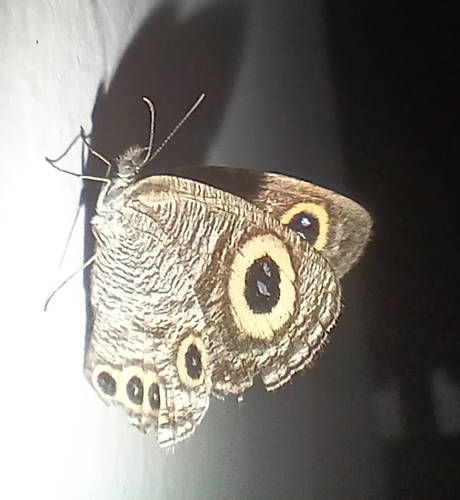Common Four-ring