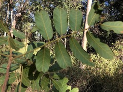 Cupaniopsis tomentella