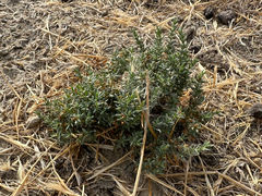 Frankenia salina, photograph (c) Kyle Elshoff, some rights reserved (CC BY)