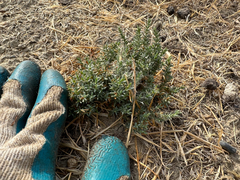 Frankenia salina, photograph (c) Kyle Elshoff, some rights reserved (CC BY)