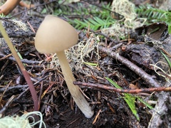 Entoloma holoconiotum