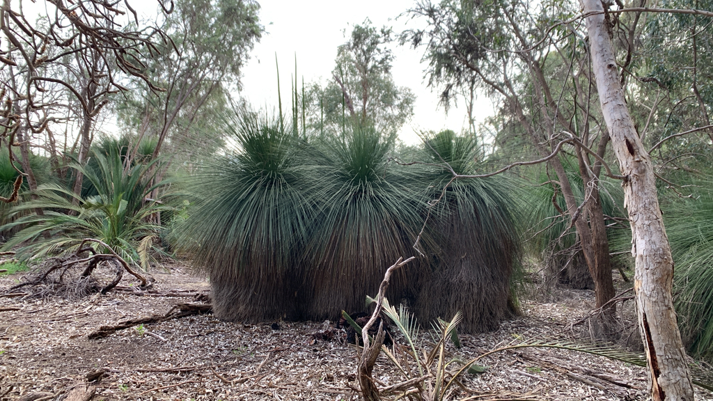 Xanthorrhoea preissii; photograph (c) Millie Brady, some rights reserved (CC BY)