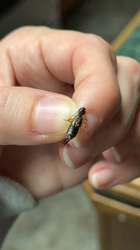 European Earwig