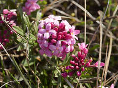 Daphne cneorum