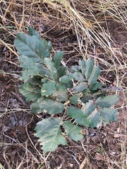 Cupaniopsis tomentella