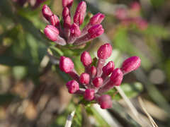 Daphne cneorum