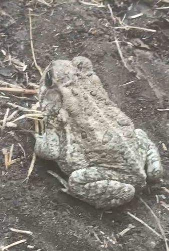 Woodhouse's Toad