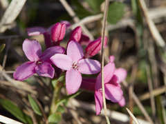 Daphne cneorum