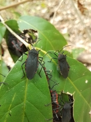 Sephina