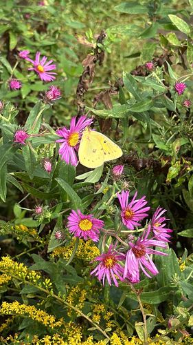 Orange Sulphur