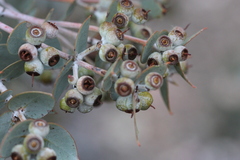 Eucalyptus gillii