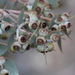 Eucalyptus gillii - Photo (c) Arthur Chapman, some rights reserved (CC BY-NC-SA)